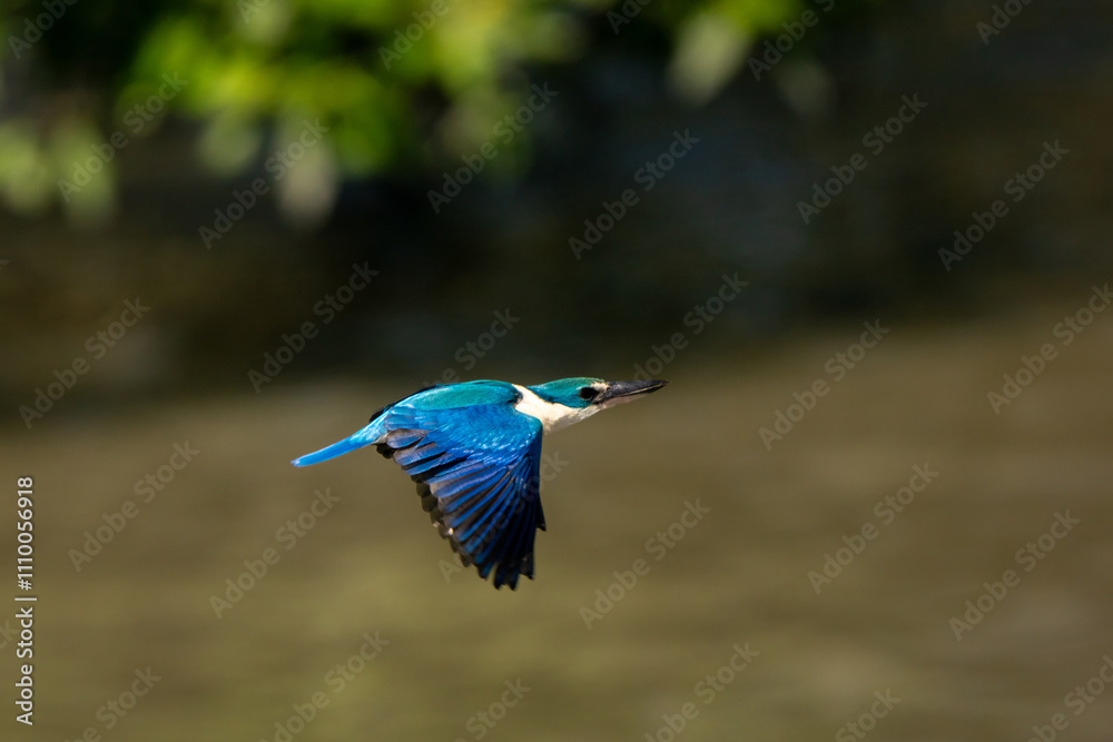 Obraz premium Collared kingfisher in mangrove forest in Thailand