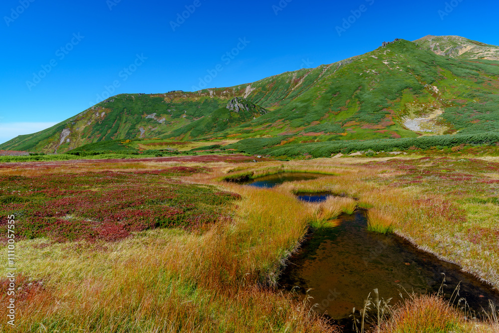 Obraz premium 大雪山旭岳登山 裾合平のチングルマ 紅葉の日本百名山 北海道の絶景