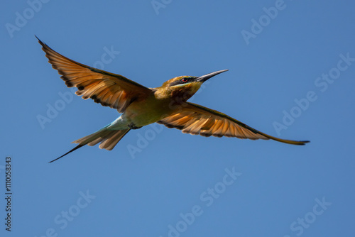 Chestnut Headed Bee Eater standing on branch of tree,