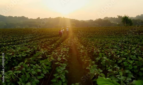 Harvest at Sunset: Farmers Working in Soybean Field - Agricultural Workers and Rural Life Stock Footage