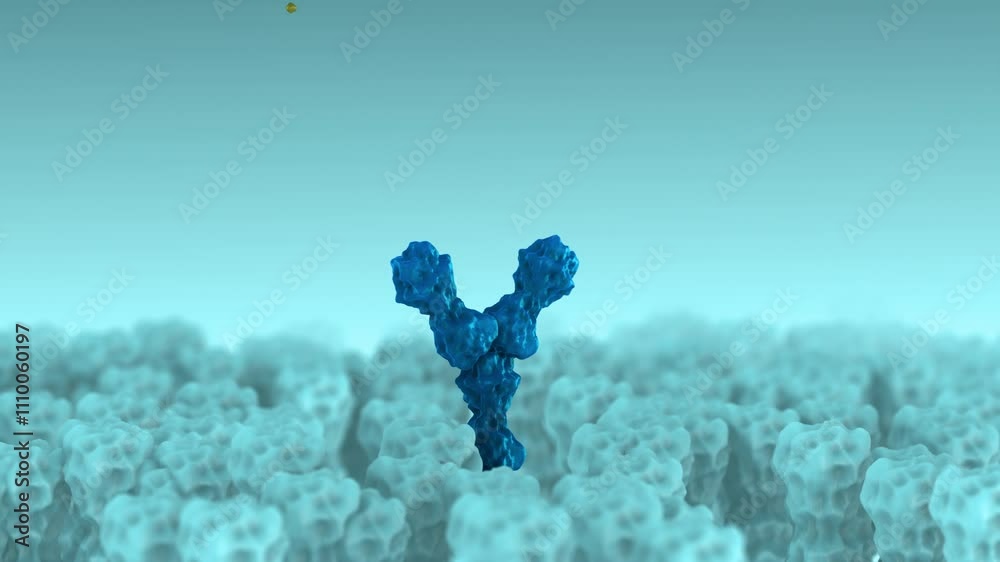 Receptor Binding by Antibodies Regulating Cellular Activity