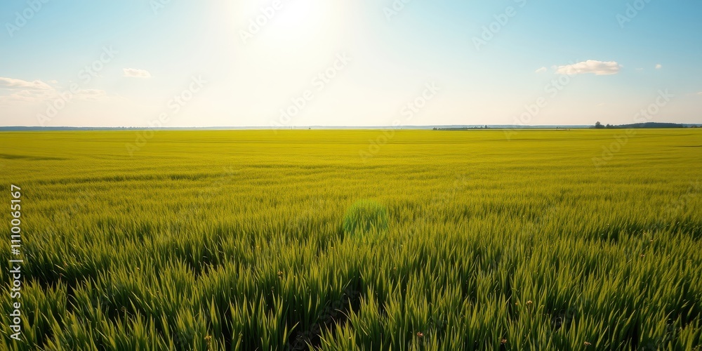 Obraz premium A Vast Expanse of Lush Green Grass Under a Clear Blue Sky with a Few Fluffy White Clouds