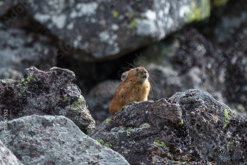 エゾナキウサギ　北海道の癒される可愛い動物 photo