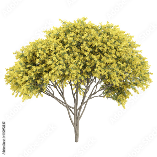 3d illustration of Common Rabbitbrush tree isolated on transparent Canvas