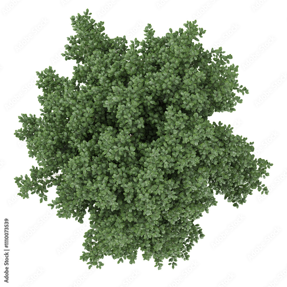 Fototapeta premium 3d illustration of Plinia Cauliflora plants isolated on transparent Canvas from top view