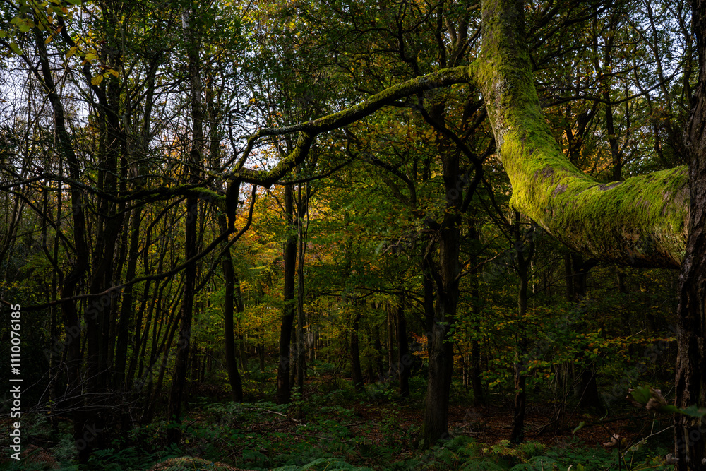 Obraz premium Autumn in the forest with green moss growing on large tree branch in sunlight