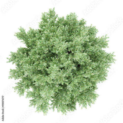 Collection of Eucalyptus tree isolated on transparent Canvas from the top view