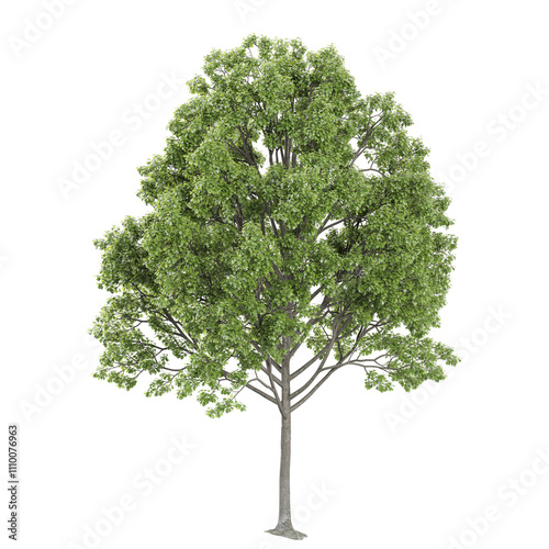 collection of European aspen tree with realistic style