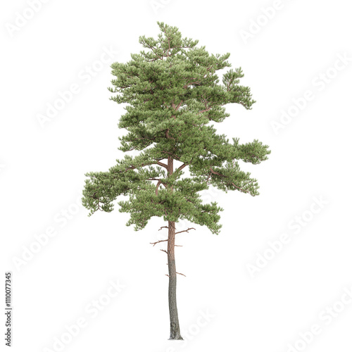 Foto collection of Pinus sylvestris tree with realistic style