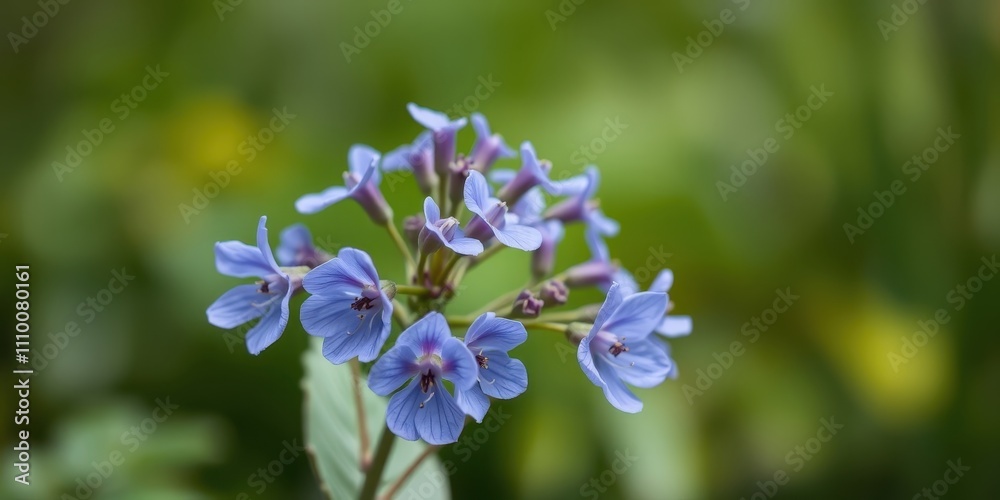 A cluster of delicate, periwinkle-hued blossoms stand out against a backdrop of verdant foliage, capturing the essence of nature's simple beauty. A cluster of delicate, periwinkle-hued blossoms stand out against a backdrop of verdant foliage, capturing the essence of nature's simple beauty.
