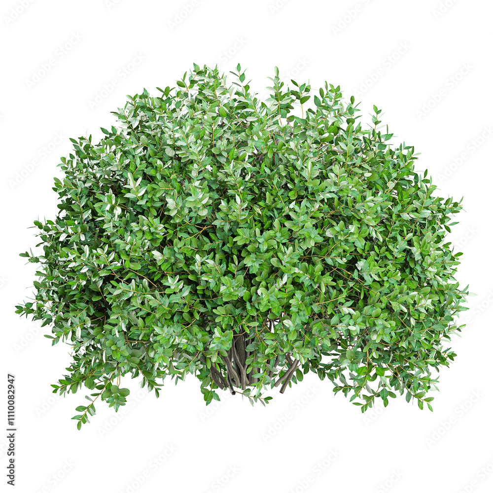 3d Rendering Of Garden privet trees isolated on Transparent Canvas 3d Rendering Of Garden privet trees isolated on Transparent Canvas