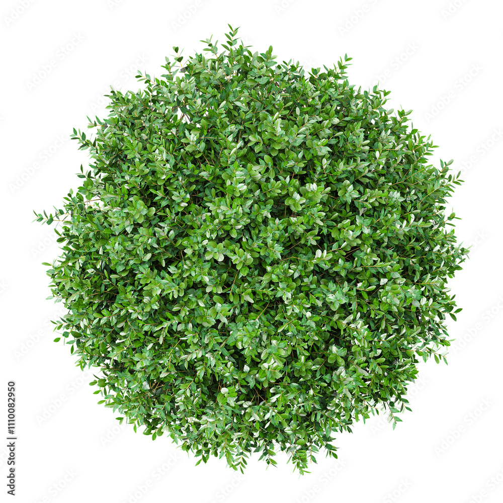 Obraz premium 3d Rendering Of Garden privet trees isolated on Transparent Canvas from the top view