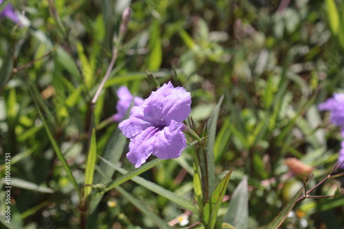 Nothing prettier than a flower on a sunny day