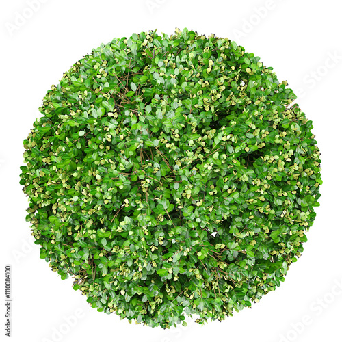 collection of Boxwood plants with realistic style from top view