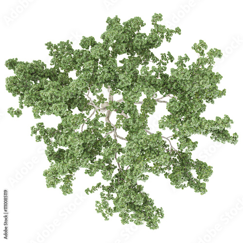 Collection of White poplar tree isolated on transparent Canvas from the top view