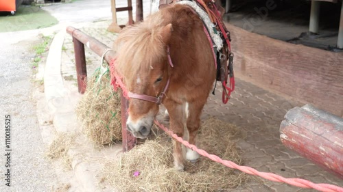 Miniature horse animal feeding and stand rest.