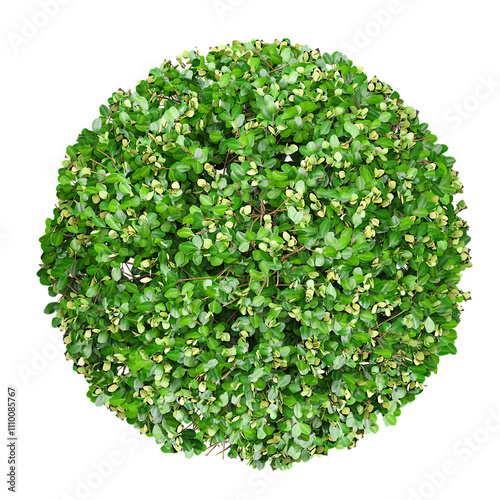 Green beautiful Boxwood plants isolated on Canvas from top view