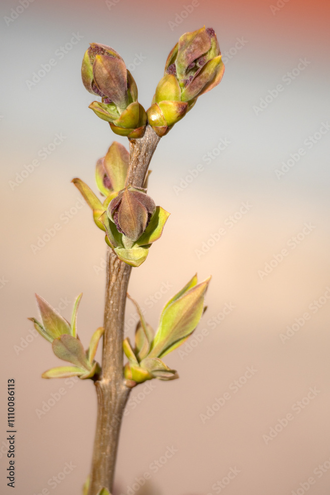 lilac branch with buds in spring lilac branch with buds in spring