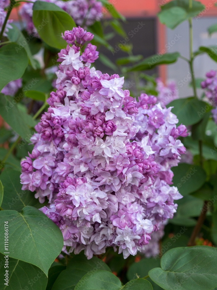 Fototapeta premium purple and white lilac in spring