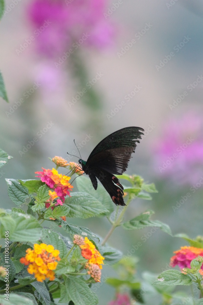 A butterfly on a flower in the natural wonderland. 
