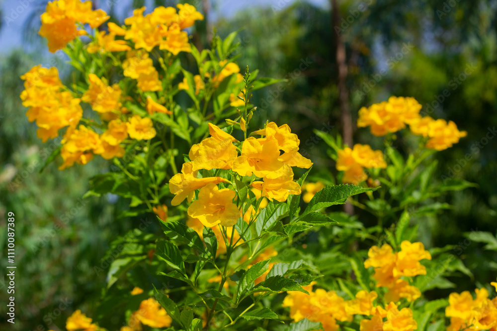 Fototapeta premium Tongurai tree is a flower of Thailand.