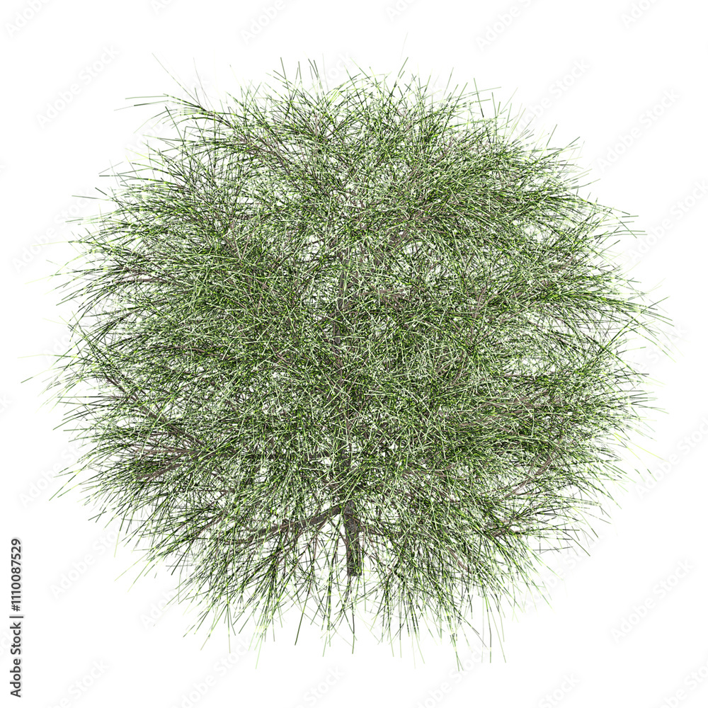 Fototapeta premium Isolated Whistling pine tree on transparent canvas