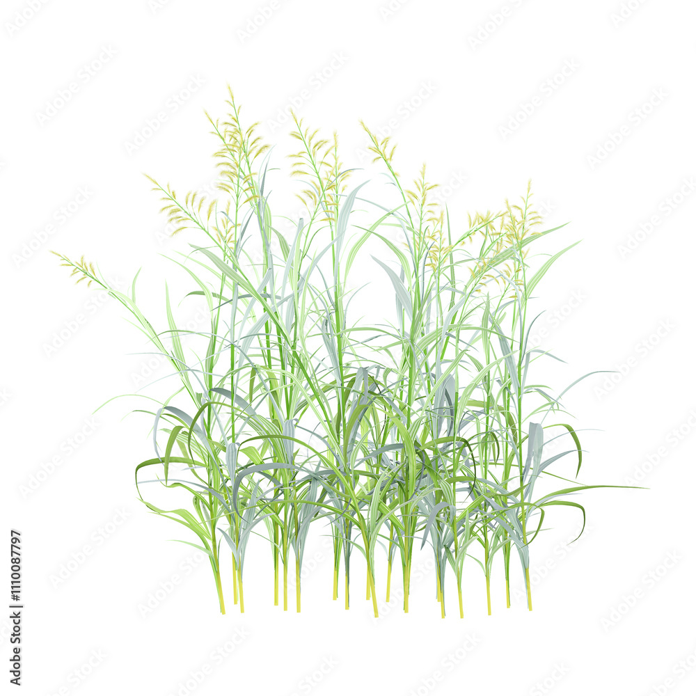 Fototapeta premium 3d illustration of Cymbopogon martinii Grains isolated on transparent Canvas