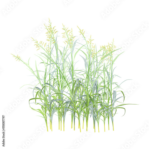 3d illustration of Cymbopogon martinii Grains isolated on transparent Canvas photo