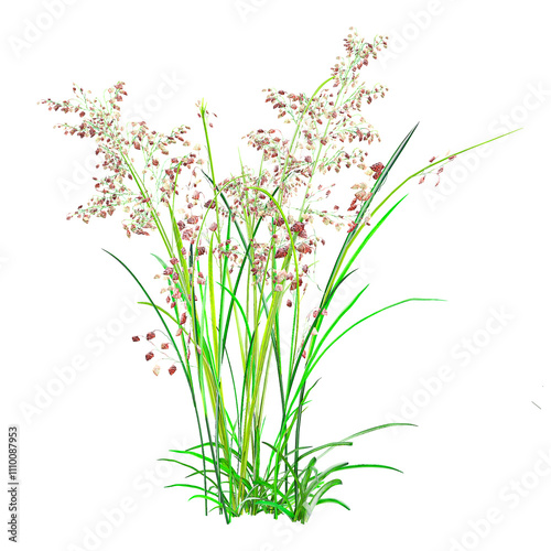 3d illustration of Natal grass isolated on transparent canvas