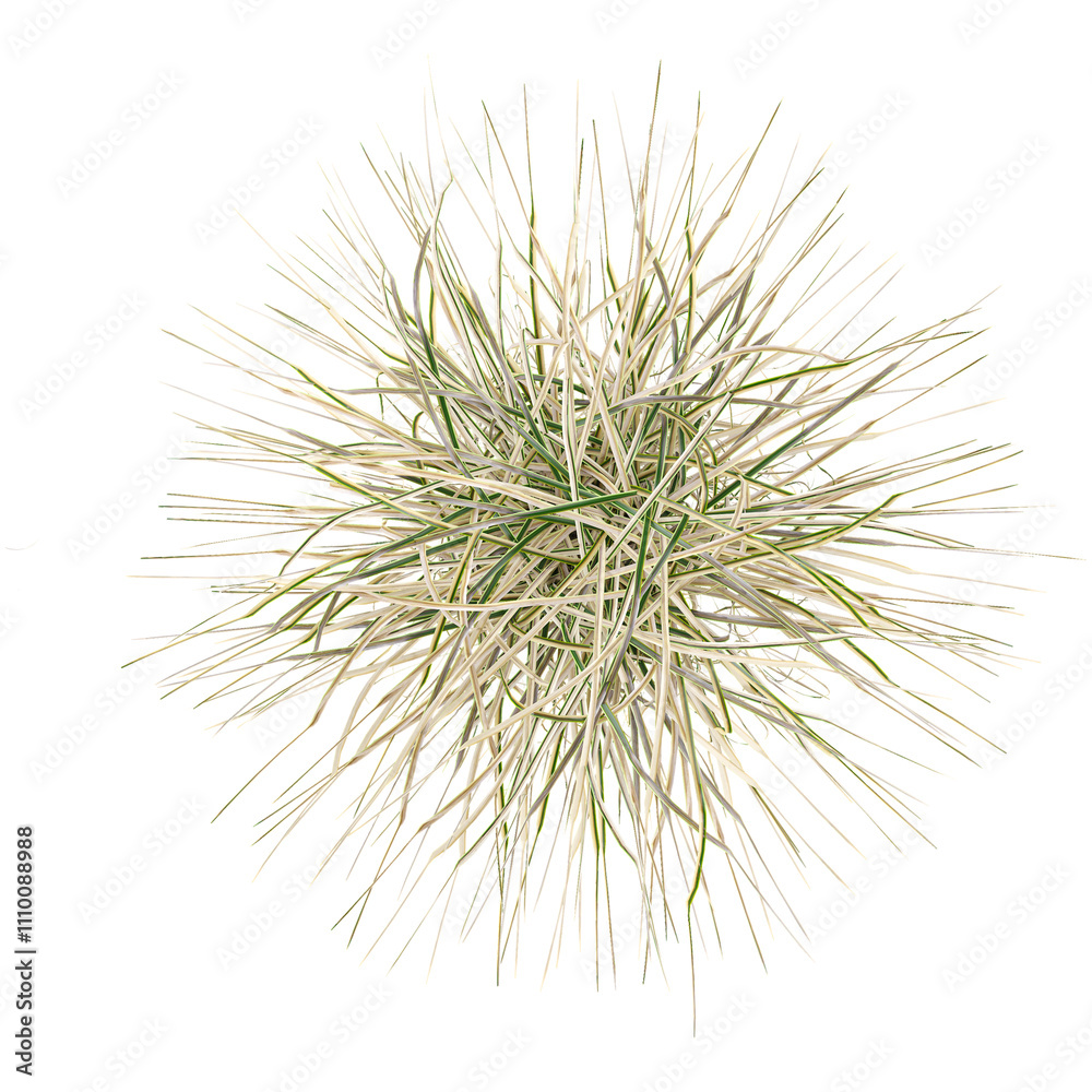 collection of grass with realistic style from top view collection of grass with realistic style from top view