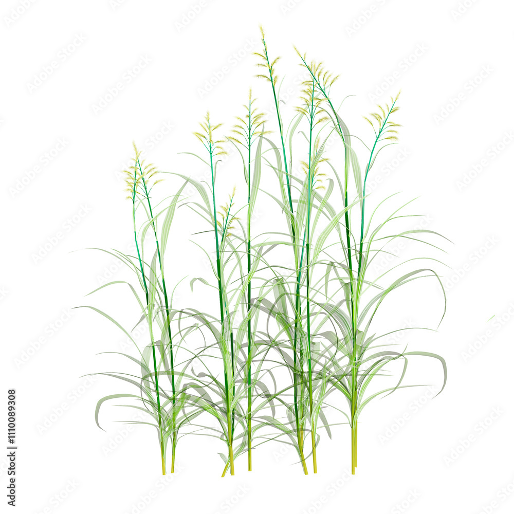 Obraz premium Cymbopogon martinii Grains isolated on transparent canvas