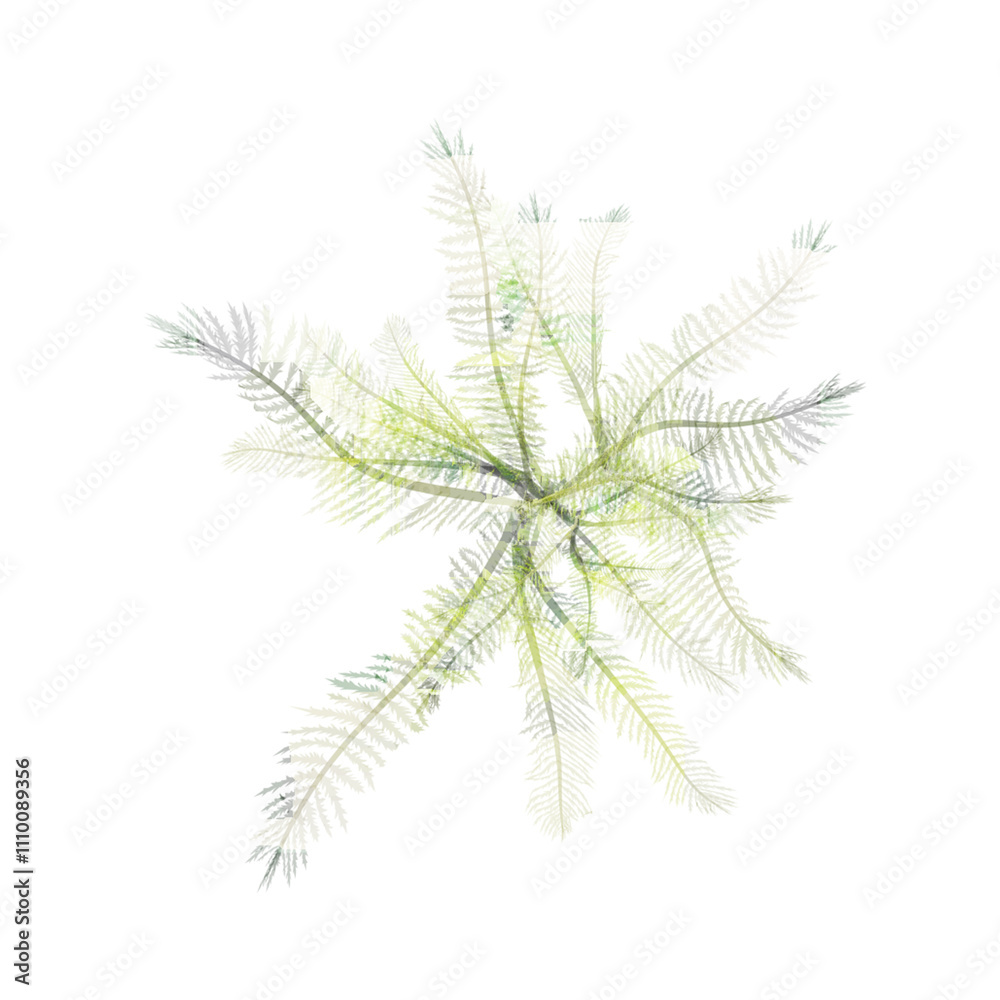 From the top view of Phalaris arundinacea for architecture visualization From the top view of Phalaris arundinacea for architecture visualization