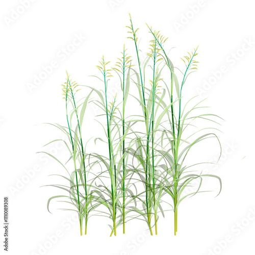 Cymbopogon martinii Grains isolated on transparent canvas