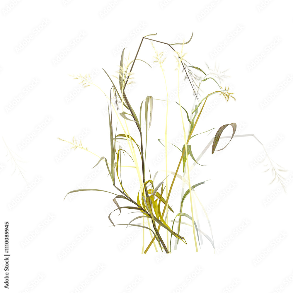 Naklejka premium Isolated Wild field grass on transparent canvas