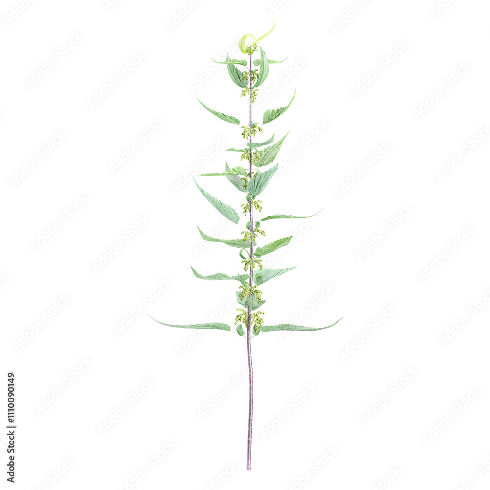 Obraz premium Urtica dioica isolated on transparent Canvas