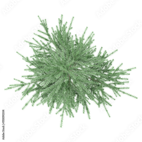 3d illustration of Balsam fir isolated on transparent canvas from top view