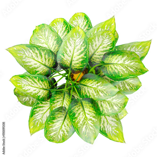 3d illustration of Dieffenbachia seguine plant in pot isolated on transparent canvas from top view photo