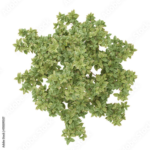 3d illustration of Dogwood plant isolated on transparent canvas from top view
