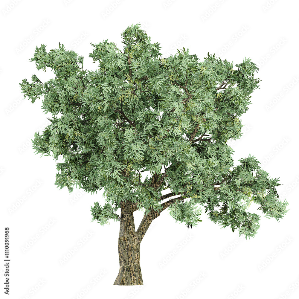 3d illustration of Salix fragilis tree isolated on transparent canvas 3d illustration of Salix fragilis tree isolated on transparent canvas