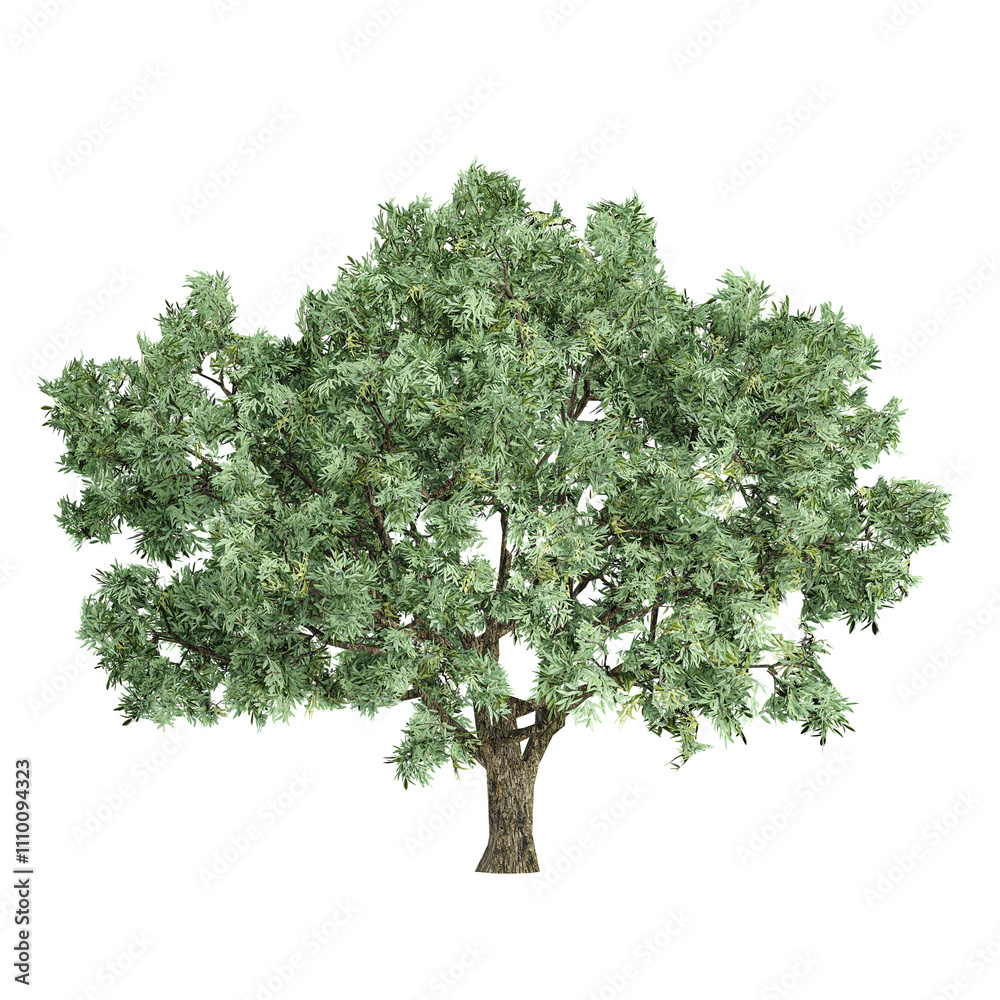 Obraz premium collection of Salix fragilis tree with realistic style