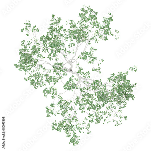 Green Eucalyptus tree isolated on transparent Canvas from top view