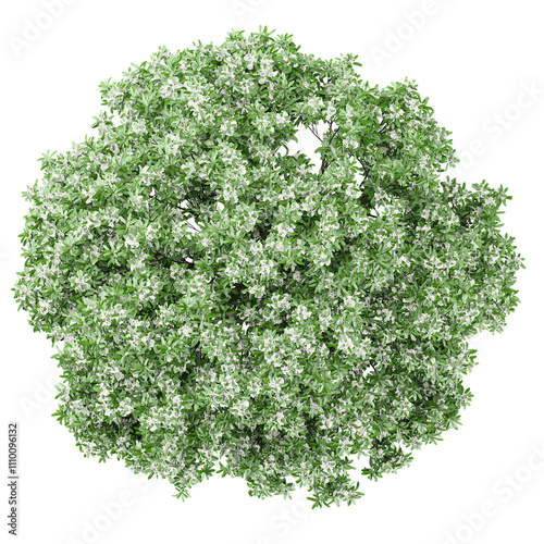 Top view of Chionanthus retusus Plant isolated on transparent Canvas photo