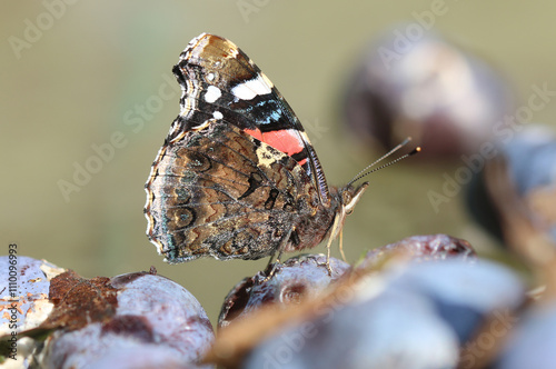 Admiral - Red admiral photo