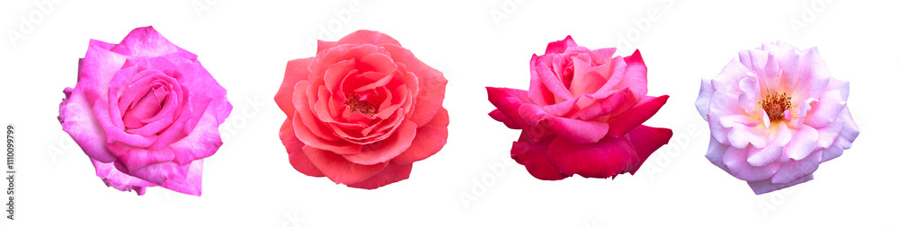 Rose pink flowers Rose pink flowers