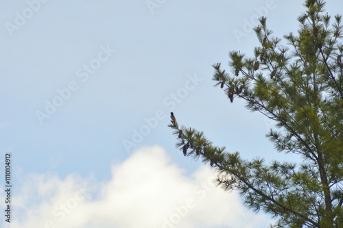 Perching Baltimore Oriole