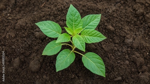 Vibrant Saplings Symbolizing Sustainable Growth in Rich Soil