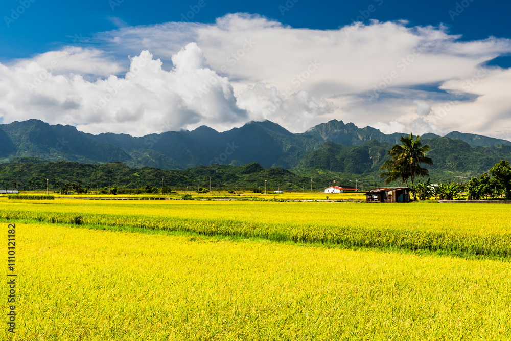Φωτογραφία A large area of rice fields with mountains under the blue sky in Fuli of Hualien, Taiwan