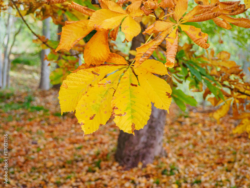 Close-up of a tree branch in autumn in a park.