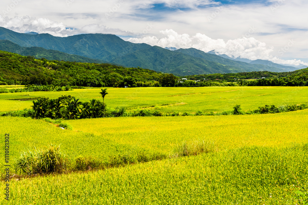 A large area of rice fields with mountains under the blue sky in Fuli of Hualien, Taiwan.