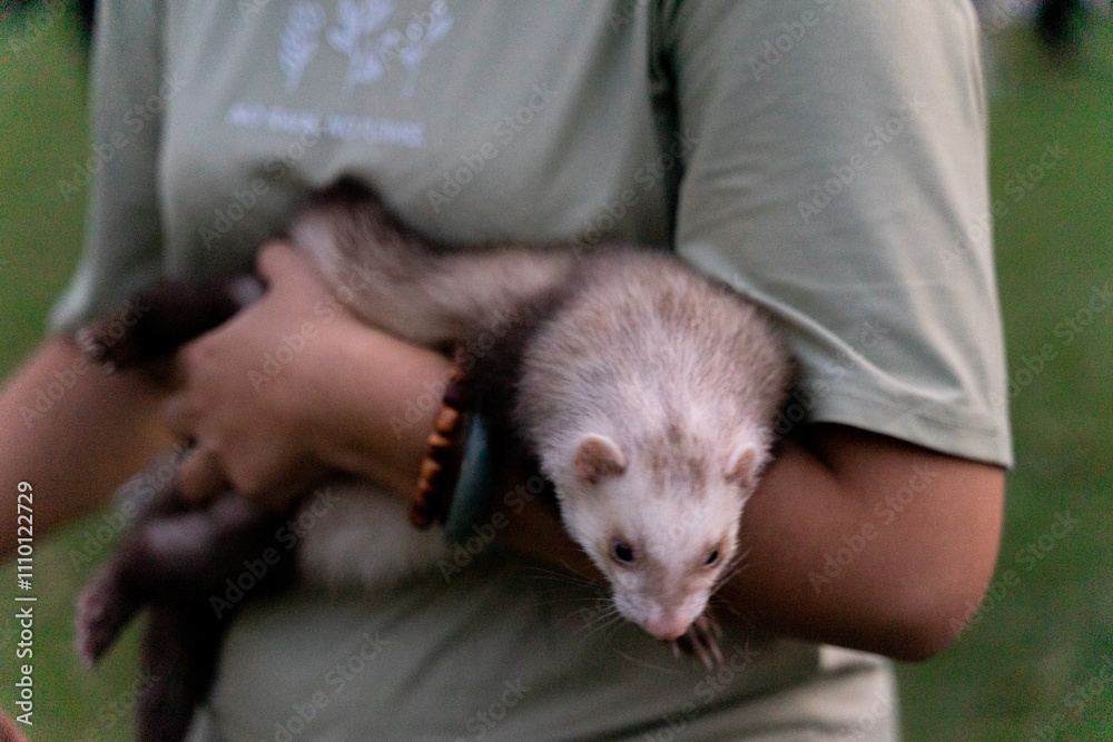 A lively ferret frolics joyfully across a vibrant green lawn, its fluffy fur shimmering under the soft sunlight. With its playful demeanor and curious eyes
